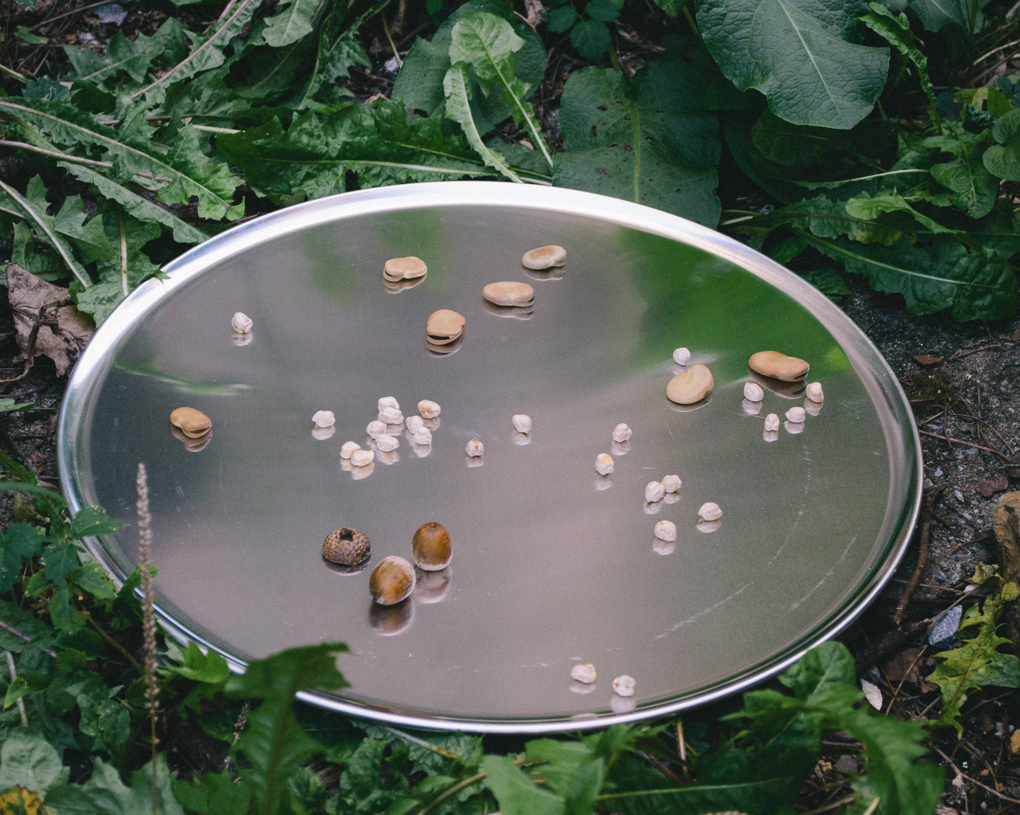 Acorns and corn kernels sit on a mirrored tray set in a bed of leaves of weeds.